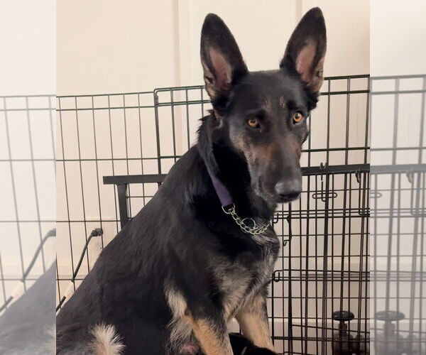 Medium Photo #6 German Shepherd Dog Puppy For Sale in Cliffwood, NJ, USA