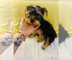 Yorkshire Terrier Puppy for sale in LOWELL, MA, USA
