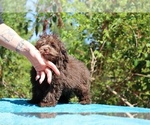 Small #26 ShihPoo