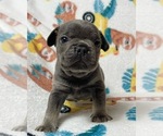 Small Photo #3 French Bulldog Puppy For Sale in JACKSONVILLE, FL, USA