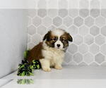 Small #47 Pembroke Welsh Corgi