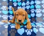 Small Photo #6 Labrador Retriever Puppy For Sale in QUARRYVILLE, PA, USA
