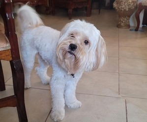 Father of the Lhasa Apso puppies born on 05/13/2025