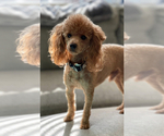 Small Photo #1 Maltipoo Puppy For Sale in ALEXANDRIA, VA, USA