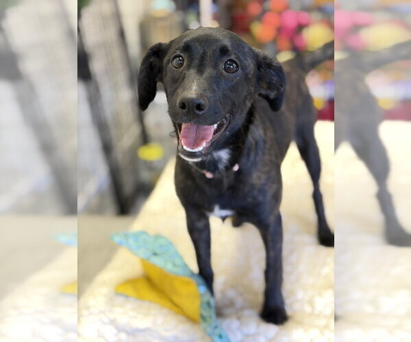 Medium Photo #2 Mutt Puppy For Sale in Mooresville, NC, USA