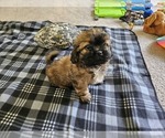 Puppy Cream collar gi Shih Tzu