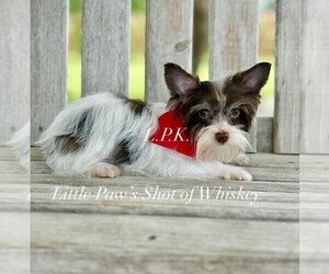 Father of the Yorkshire Terrier puppies born on 04/17/2026