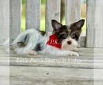 Small Photo #1 Yorkshire Terrier Puppy For Sale in WINNSBORO, LA, USA