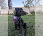 Small #9 Labrador Retriever Mix