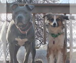 Small #2 Australian Shepherd Mix