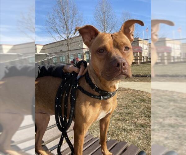 Medium Photo #1 American Pit Bull Terrier Puppy For Sale in Derwood, MD, USA