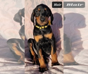 Doberman Pinscher Puppy for sale in POMEROY, OH, USA