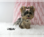 Small Photo #9 Yorkshire Terrier Puppy For Sale in KELLER, TX, USA