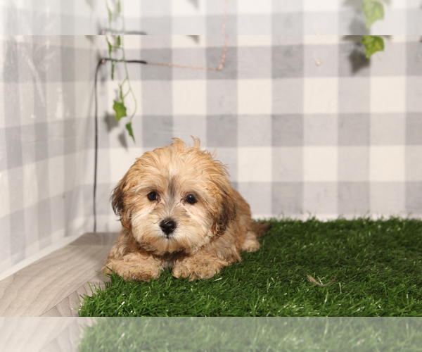 Medium Photo #2 Yo-Chon Puppy For Sale in MARIETTA, GA, USA