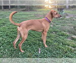 Small Photo #3 Redbone Coonhound-Rhodesian Ridgeback Mix Puppy For Sale in Ball Ground, GA, USA