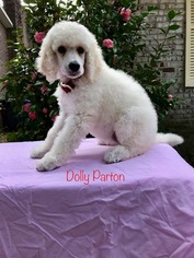 Poodle (Standard) Puppy for sale in CHARLESTON, SC, USA