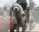 Small Photo #1 Sheepadoodle Puppy For Sale in GILMANTON, NH, USA