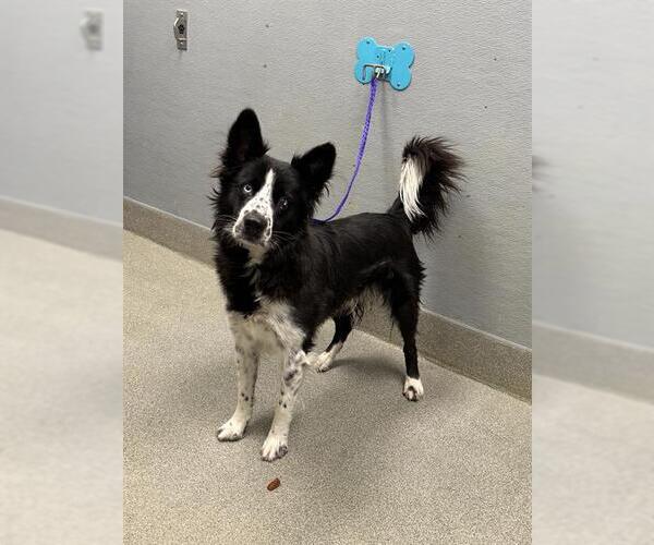 Medium Photo #1 Border Collie-Unknown Mix Puppy For Sale in Las Vegas, NV, USA