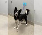 Small Border Collie Mix