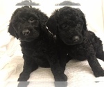 Small Photo #2 Goldendoodle Puppy For Sale in TACOMA, WA, USA