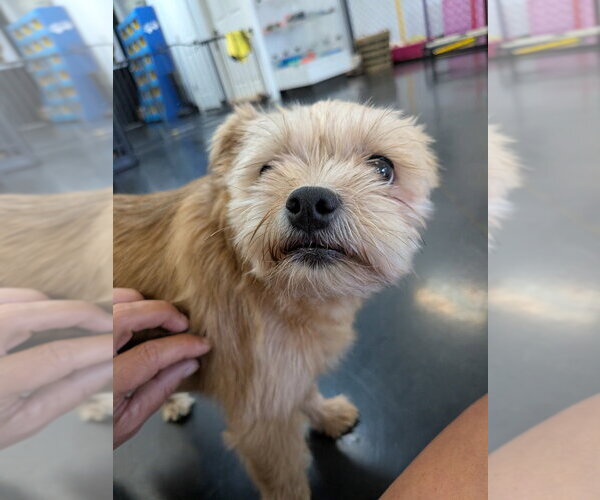 Medium Photo #2 Mutt Puppy For Sale in Vail, AZ, USA