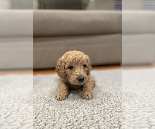 Medium Photo #1 Goldendoodle Puppy For Sale in VALLEJO, CA, USA