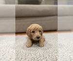 Small Photo #1 Goldendoodle Puppy For Sale in VALLEJO, CA, USA