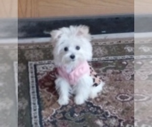 Mother of the Morkie puppies born on 09/05/2025