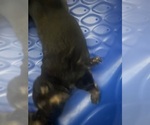 Small #4 German Shepherd Dog