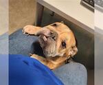 Small Bulldog