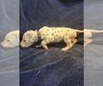 Puppy 9 Dalmatian