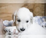 Puppy Camaro English Cream Golden Retriever