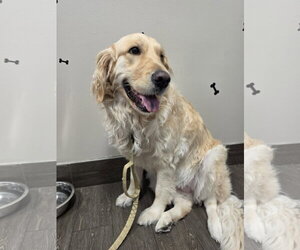 LILO - Female Golden Retriever Dog for Adoption - Photo #2