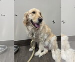 Small Photo #2 Golden Retriever Puppy For Sale in Valrico, FL, USA