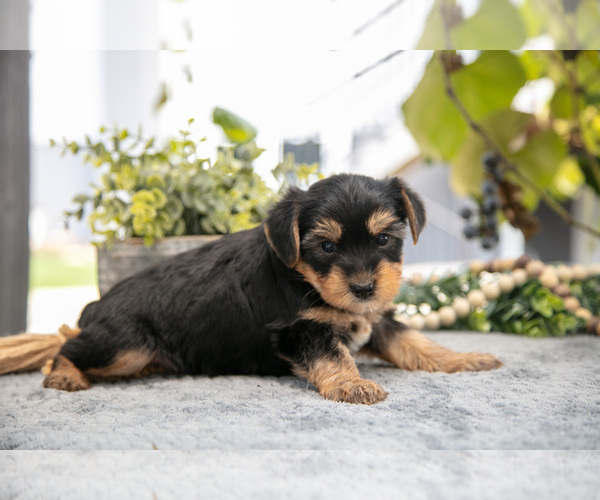 Medium Photo #3 Shorkie Tzu Puppy For Sale in KIRKWOOD, PA, USA