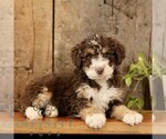 Small #1 Bernedoodle (Miniature)