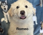 Puppy Romeo Great Pyrenees