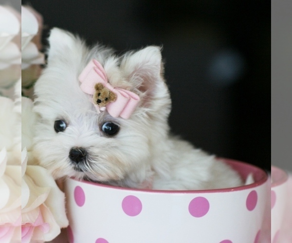 Medium Photo #3 Morkie Puppy For Sale in PEMBROKE PINES, FL, USA