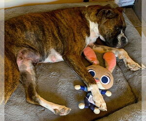 Rocky XII - Female Boxer Dog for Adoption - Photo #2