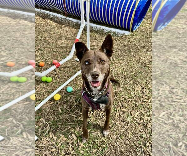 Medium Photo #13 Mutt Puppy For Sale in Candler, NC, USA