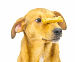 Small Photo #5 Mutt Puppy For Sale in Tuscaloosa, AL, USA