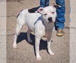 Small #1 American Bulldog-American Staffordshire Terrier Mix