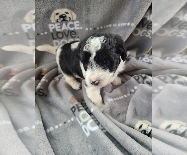 Medium Photo #4 YorkiePoo Puppy For Sale in GRANDVILLE, MI, USA
