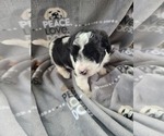 Small Photo #4 YorkiePoo Puppy For Sale in GRANDVILLE, MI, USA