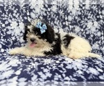 Small #3 Shih-Poo