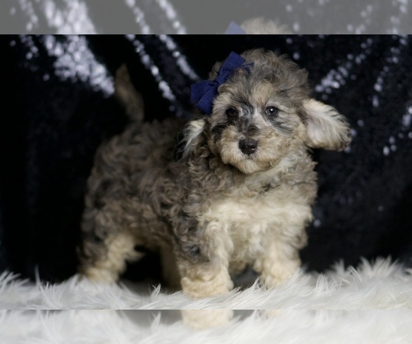 Medium Photo #3 Poodle (Toy) Puppy For Sale in WARSAW, IN, USA