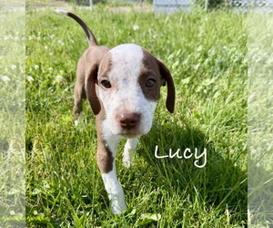 Coonhound-Unknown Mix Dogs for adoption in Des Moines, IA, USA