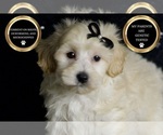 Small #5 Maltipoo (Miniature)