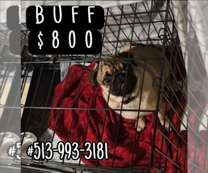 Pug Puppy for Sale in BRIDGETOWN, Ohio USA