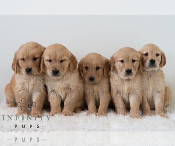Medium Photo #3 Golden Retriever Puppy For Sale in NEWPORT, PA, USA